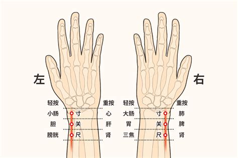 左水右尺|为什么脉诊左手寸关尺对应的脏是心肝肾，右手对应的脏是肺脾。